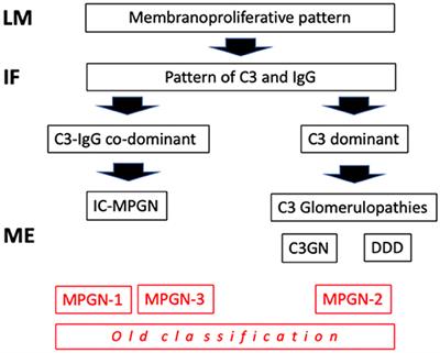 Clinical and Pathophysiological Insights Into Immunological Mediated Glomerular Diseases in Childhood